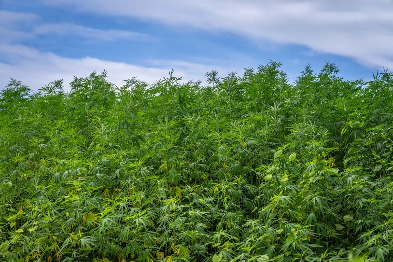 CBD y yoga: ningún estudio, un tiempo de acción a conocer