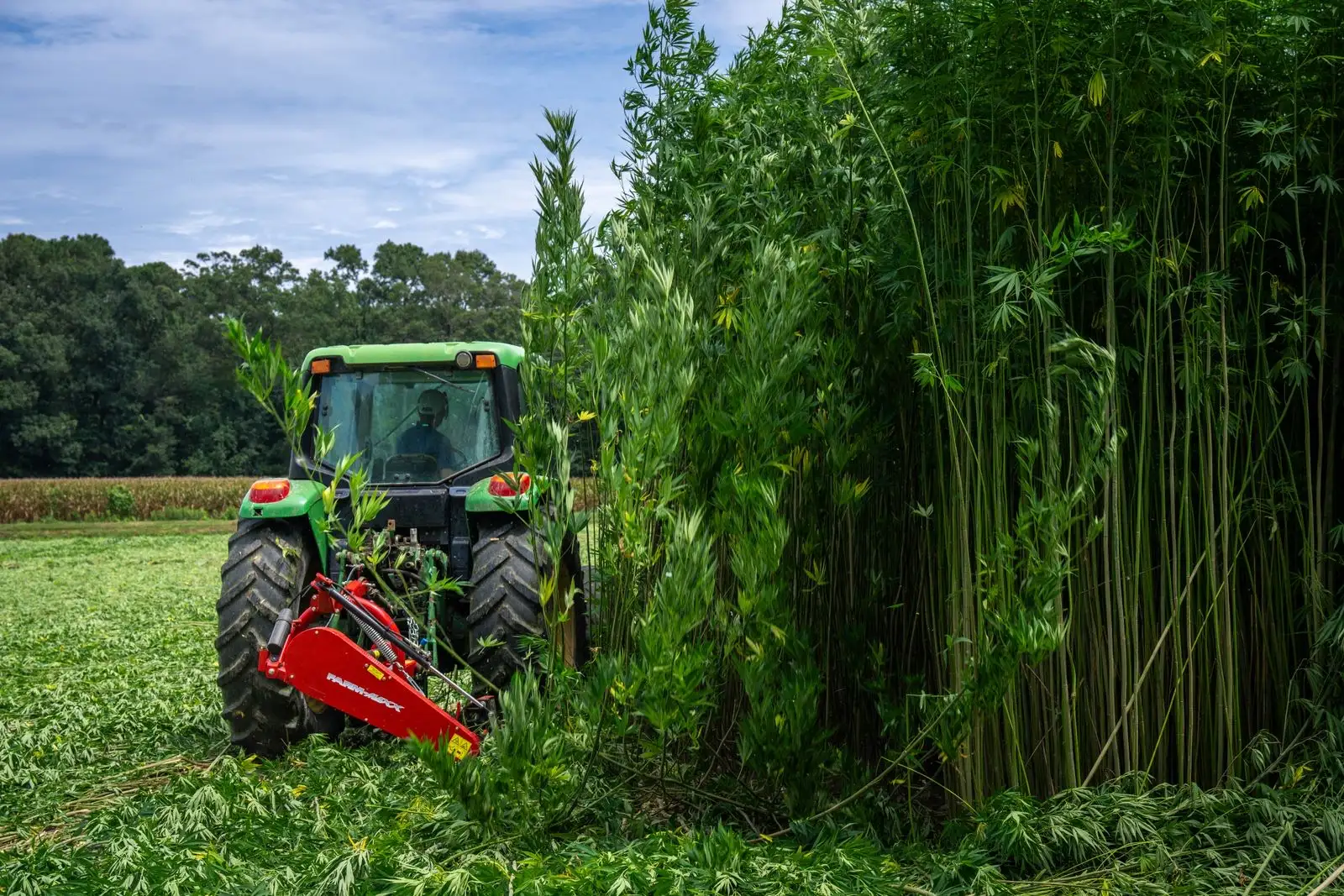 Tractor cosechando un campo de cáñamo industrial con tallos de más de dos metros