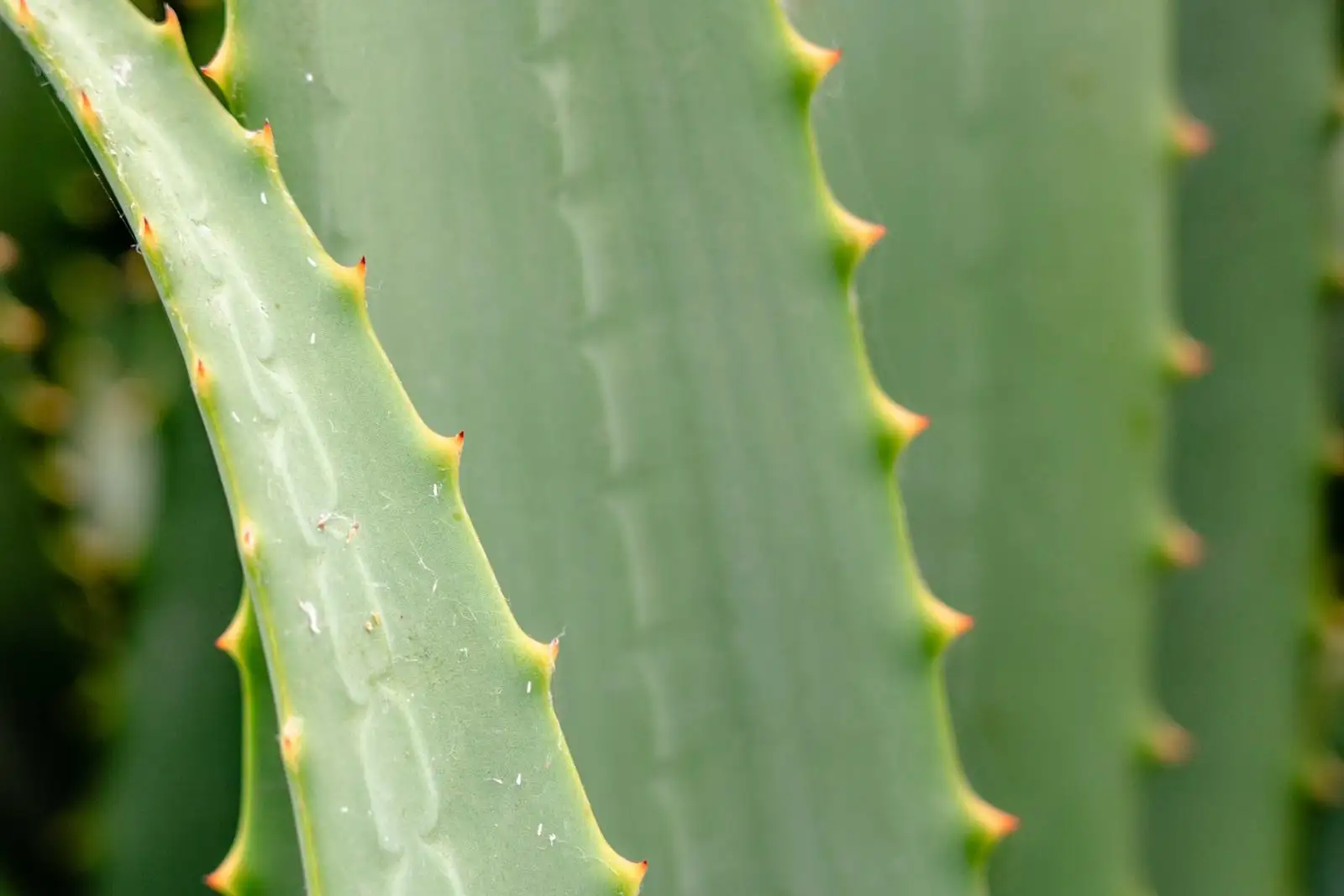 Hojas carnosas de aloe vera en primer plano, con pequeñas espinas en el borde, una planta habitual en los productos para después del sol