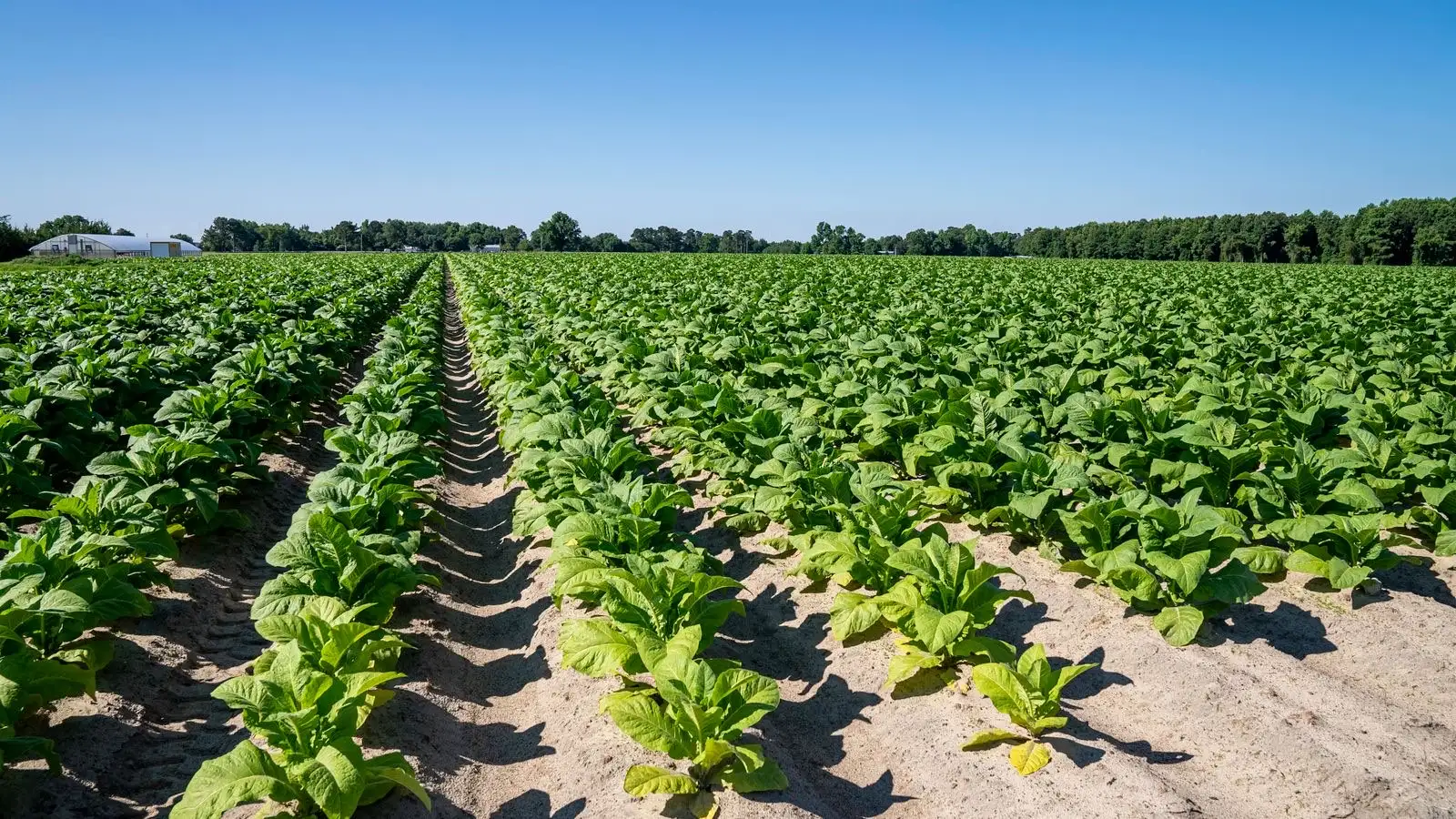 Campo de plantas de tabaco en hileras, en pleno verano, bajo un cielo azul