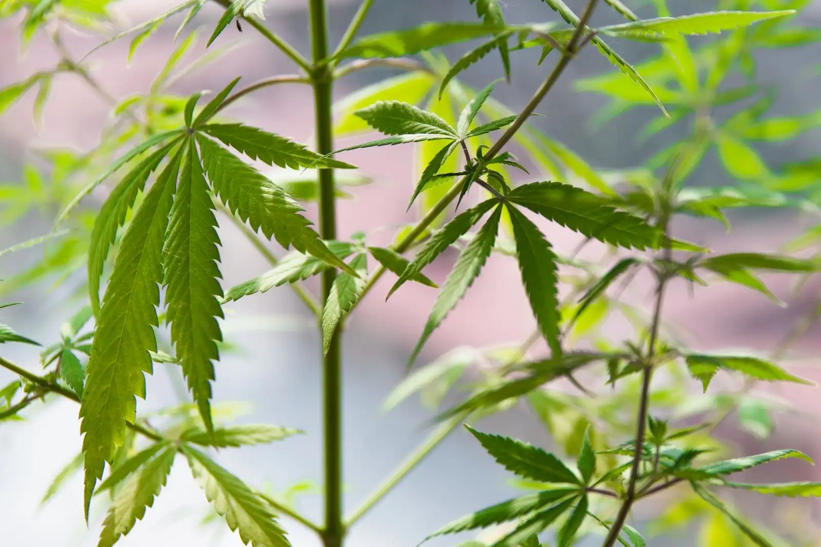 Niebla mental y CBD: lo que la ciencia permite decir