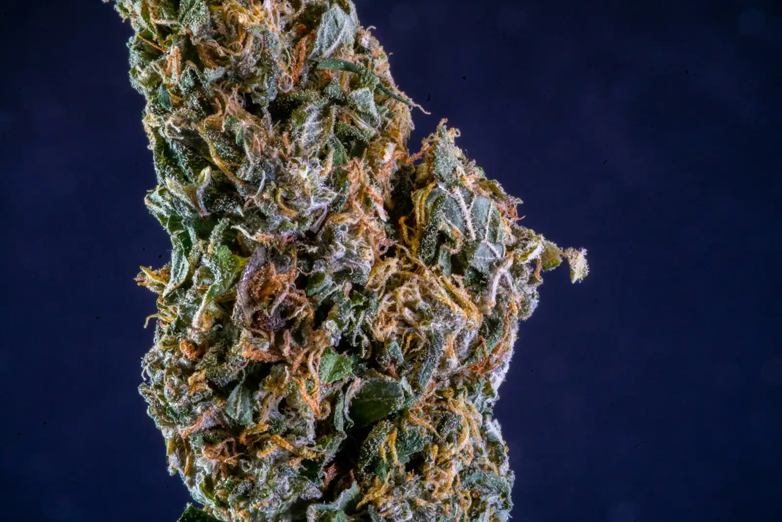 CBD que coloca: por qué es una señal de alarma