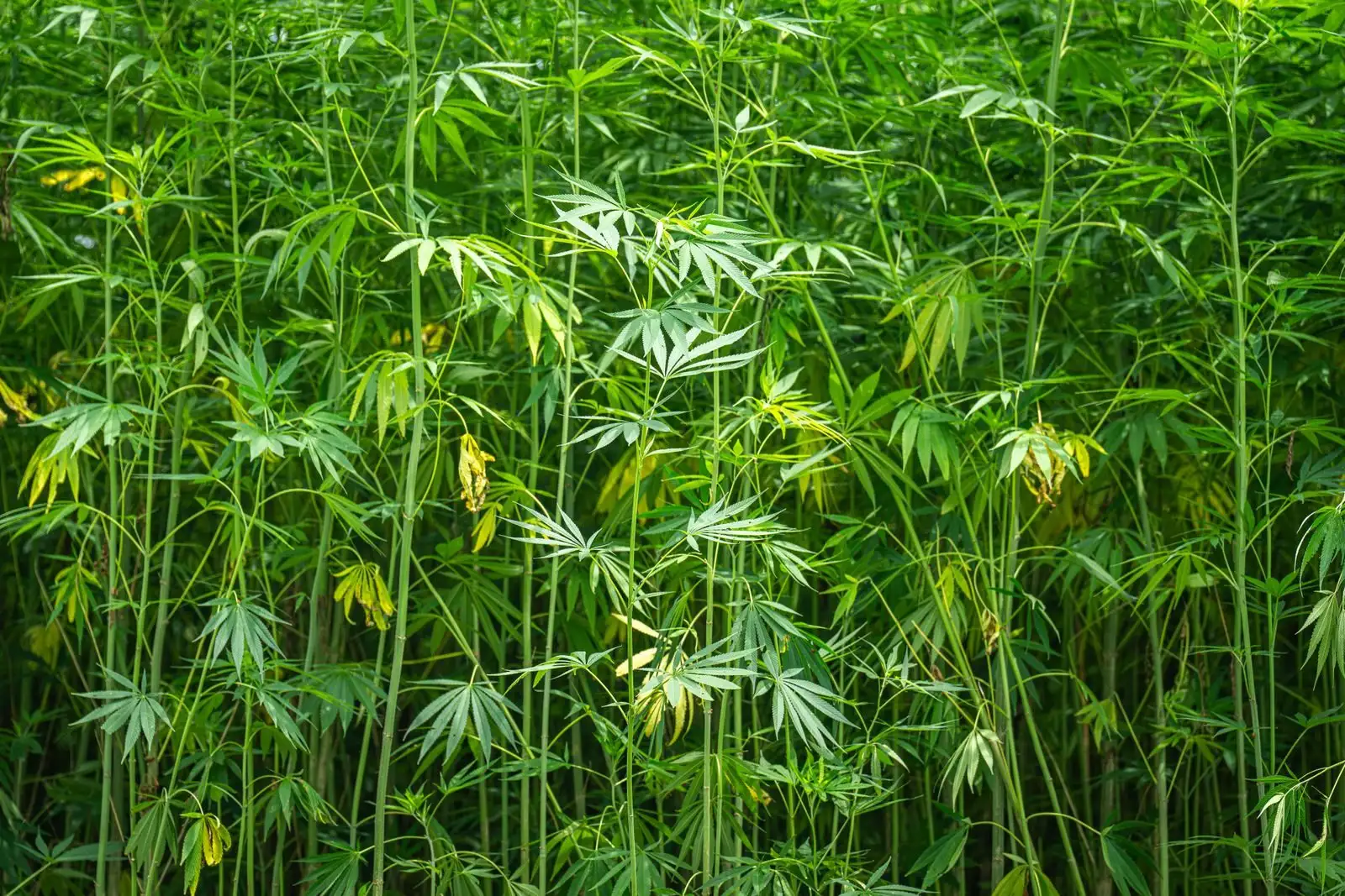 Tallos de cáñamo industrial muy juntos en una parcela en pleno crecimiento, hojas palmeadas verdes