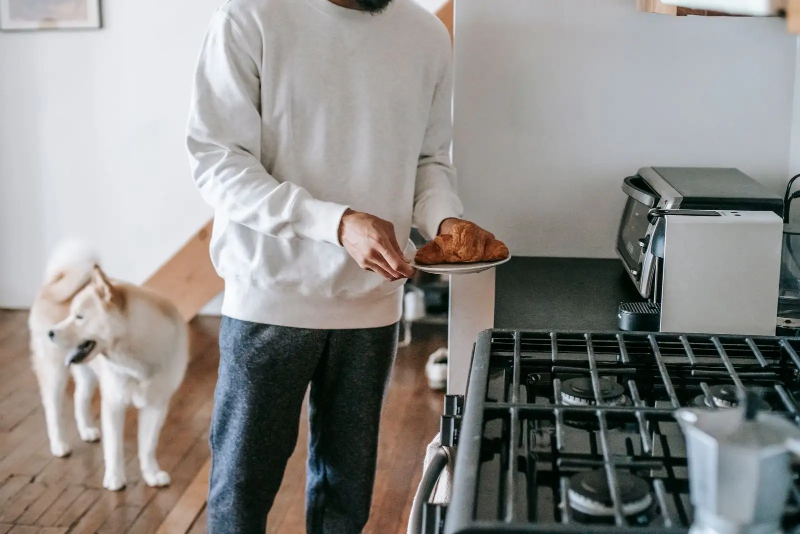 Un perro en una cocina, a la altura de un plato sostenido junto a la encimera