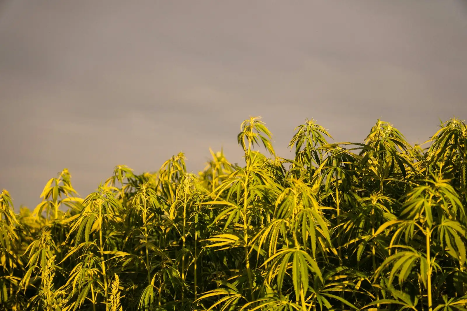 CBD y sofocos: ningún ensayo publicado hasta hoy