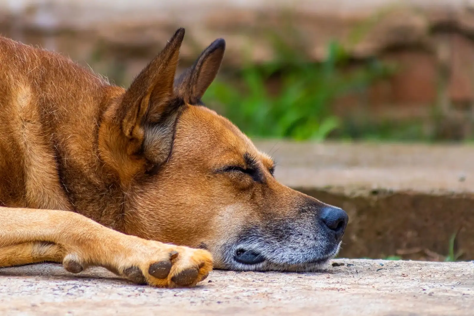 Primer plano de un perro mayor con el hocico canoso, dormido sobre una losa
