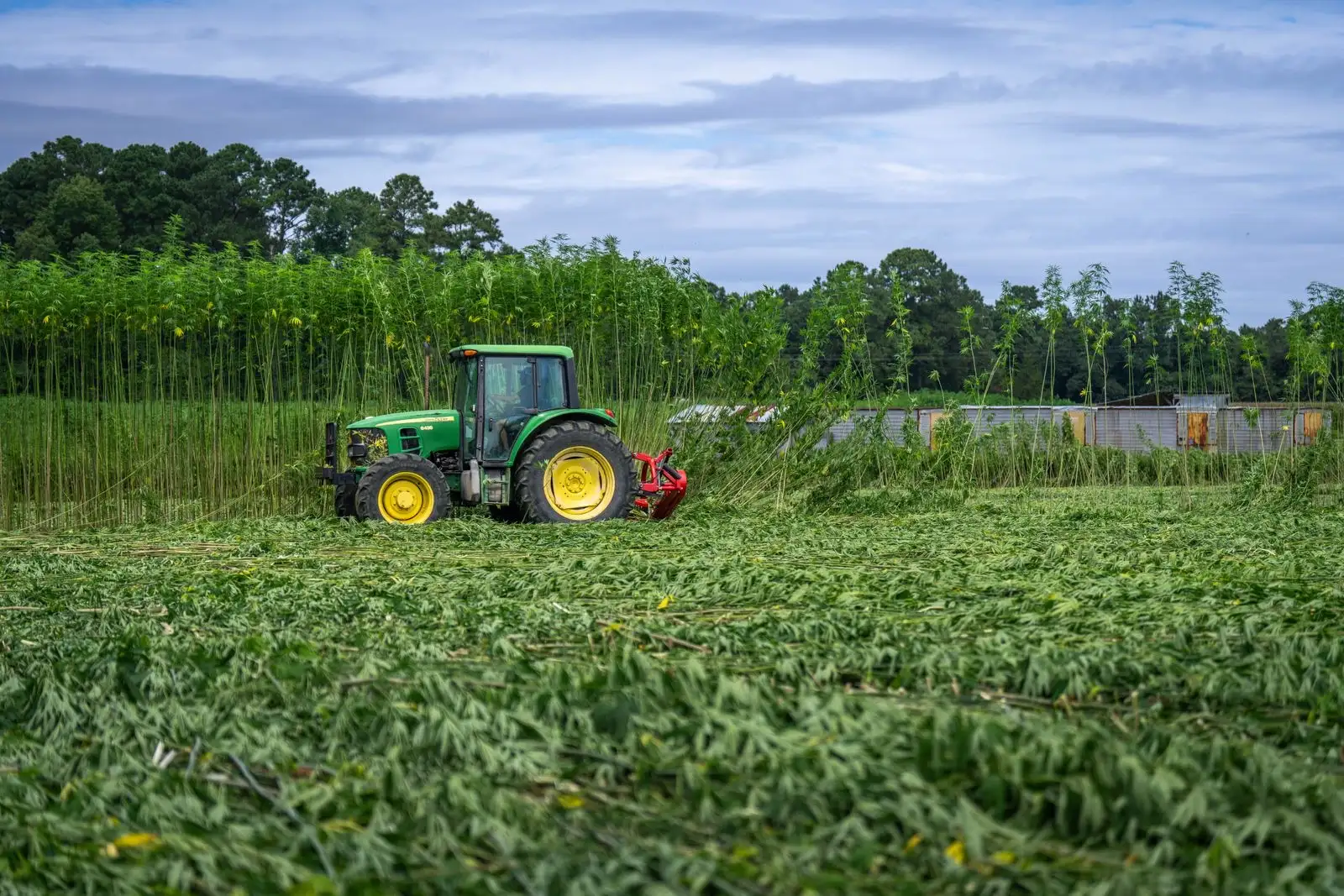 Tractor segando un campo de cáñamo industrial en verano, con los tallos cortados en primer plano