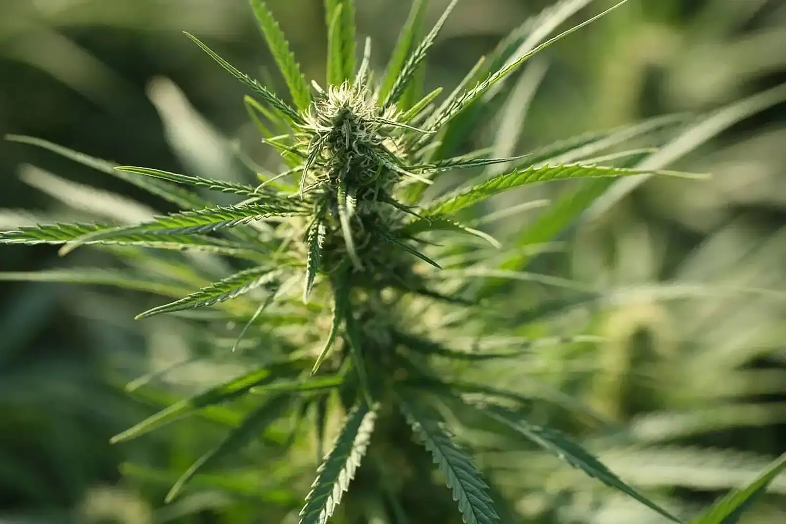 CBDA (ácido cannabidiólico): la forma cruda del CBD