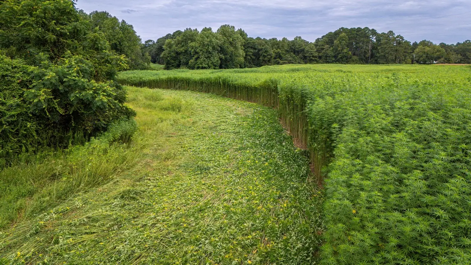 Campo de cáñamo en verano, rodeado de árboles, con una franja recién segada