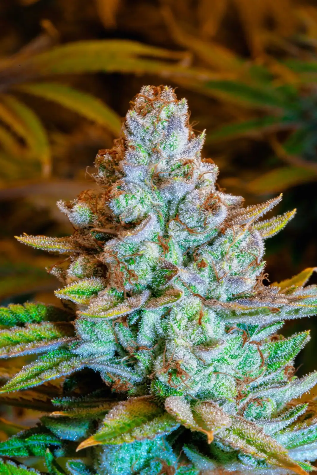 Color de una resina de CBD: lo que el tono no demuestra