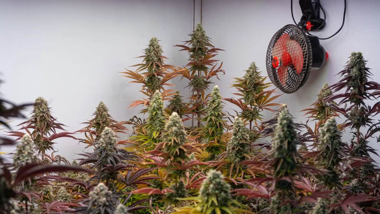 Flores de CBD hydro: 14 fichas, solo una dice hidroponía