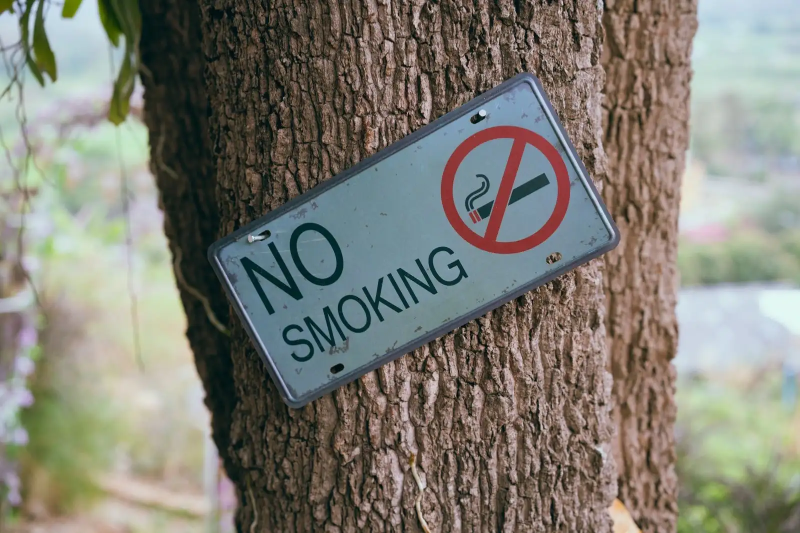 Placa 'No smoking' clavada en el tronco de un árbol, en una zona verde