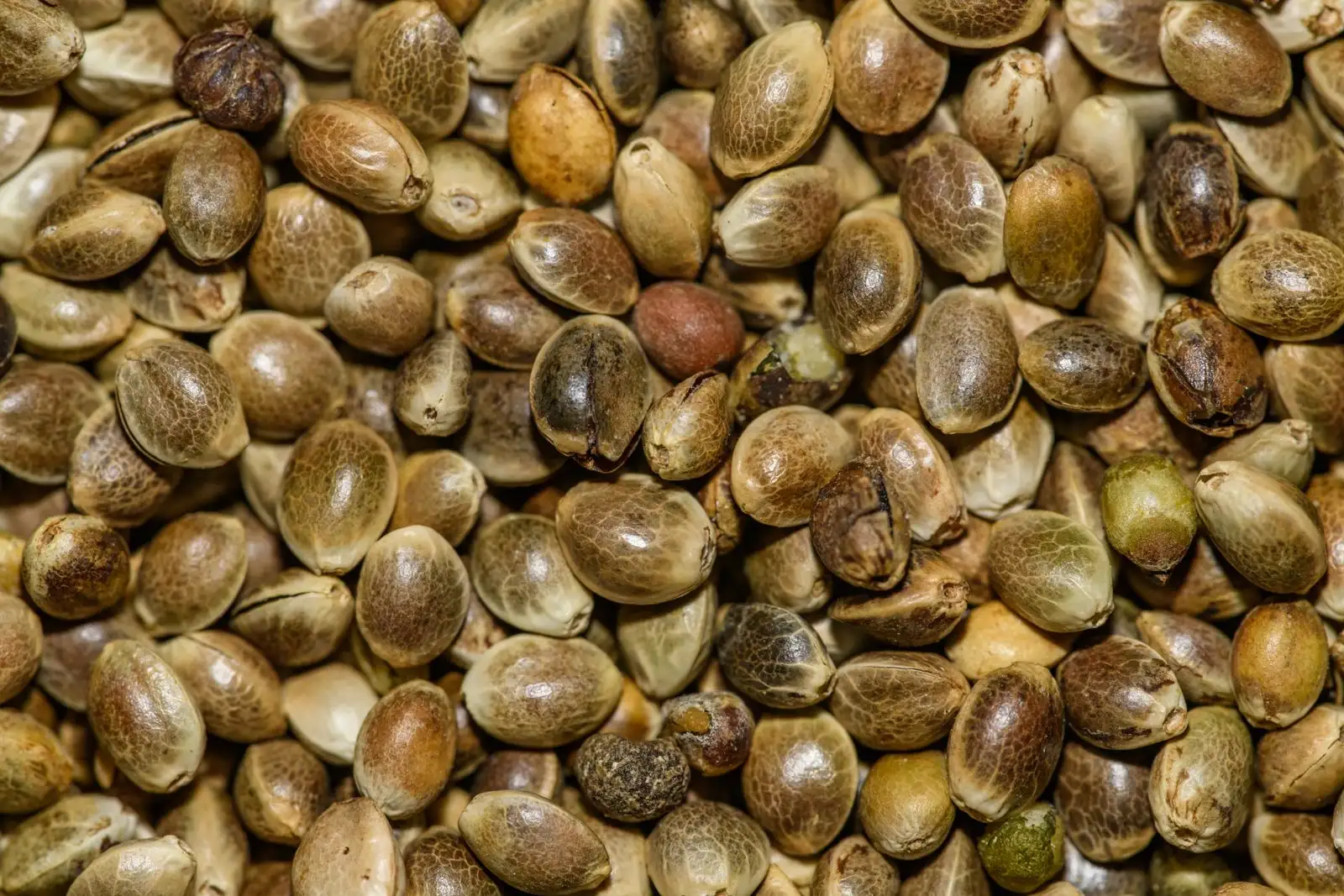 Semillas de CBD en Francia: legal comprar, no plantar