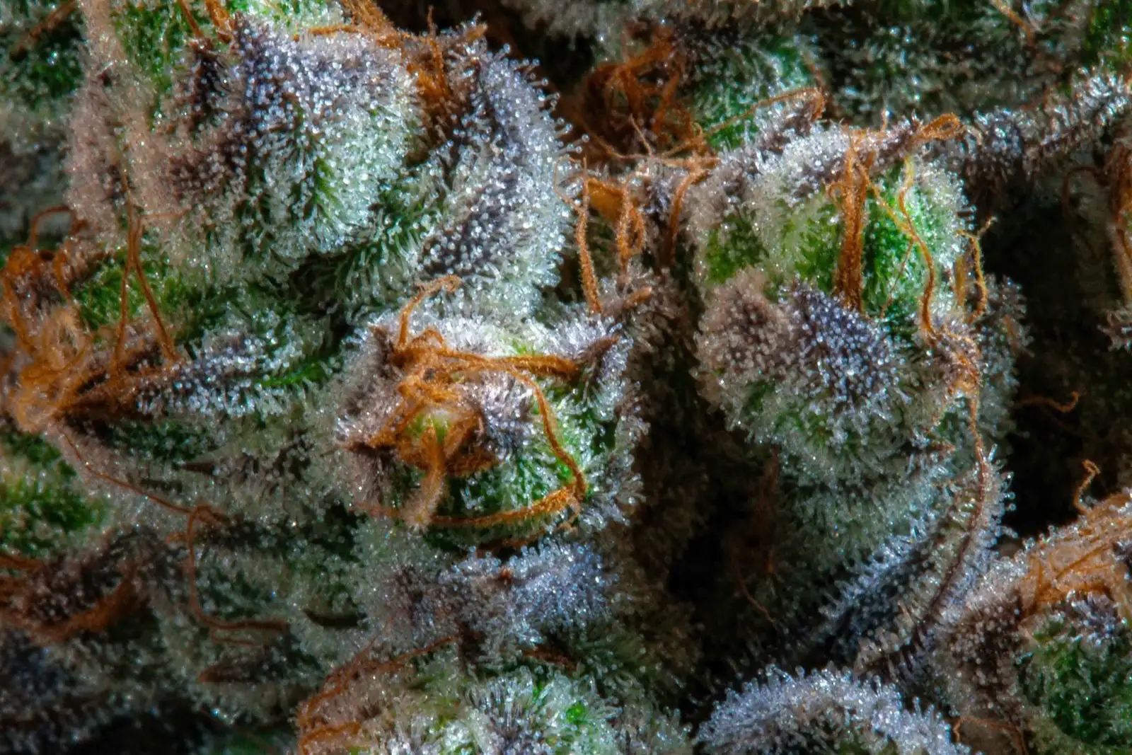 Cómo se hace el hachís CBD: 2 métodos y la trampa del THC