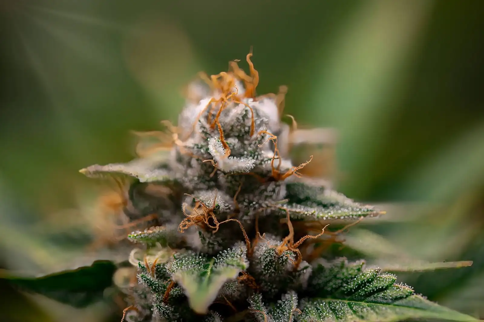 Hash maker: los 4 gestos detrás de un lote de hachís de CBD