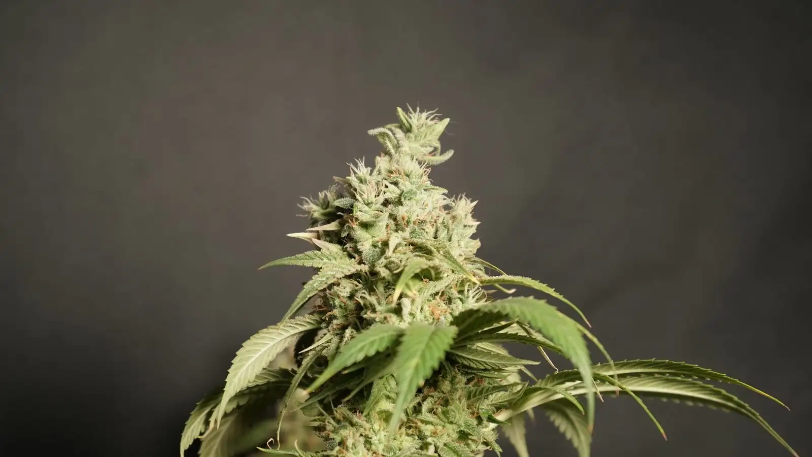 Variedades Haze: de Santa Cruz a 4 flores CBD medidas
