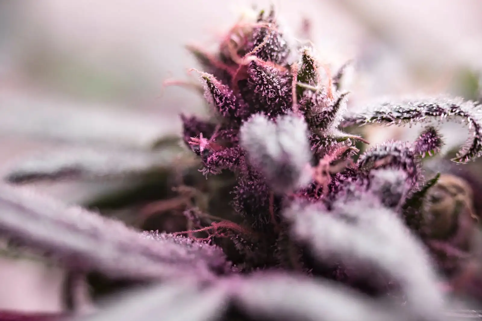 Gorilla Glue #4: el accidente de 2012 y la demanda de 2017