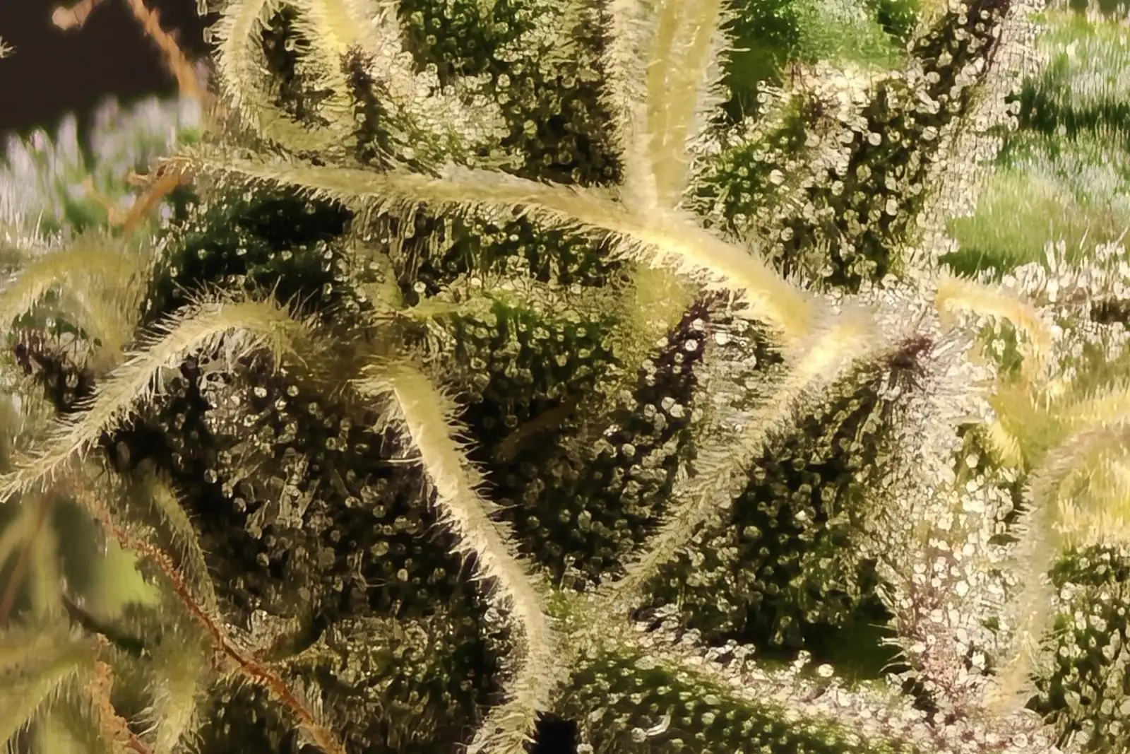 Ice-o-lator 45u o 120u: la malla más fina da menos CBD