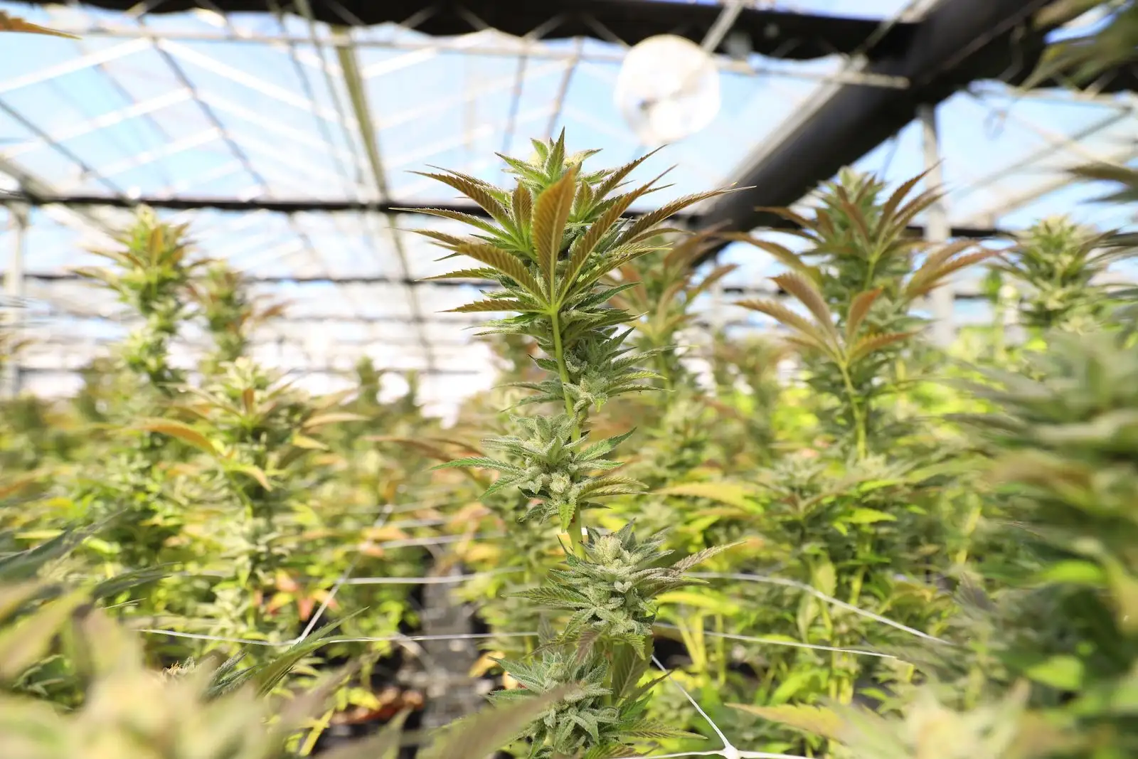 Índica o sativa: 89 923 análisis, ninguna frontera química