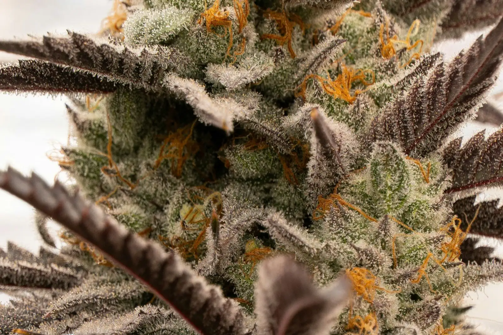 Mango Kush CBD: ¿de dónde viene su aroma a mango?