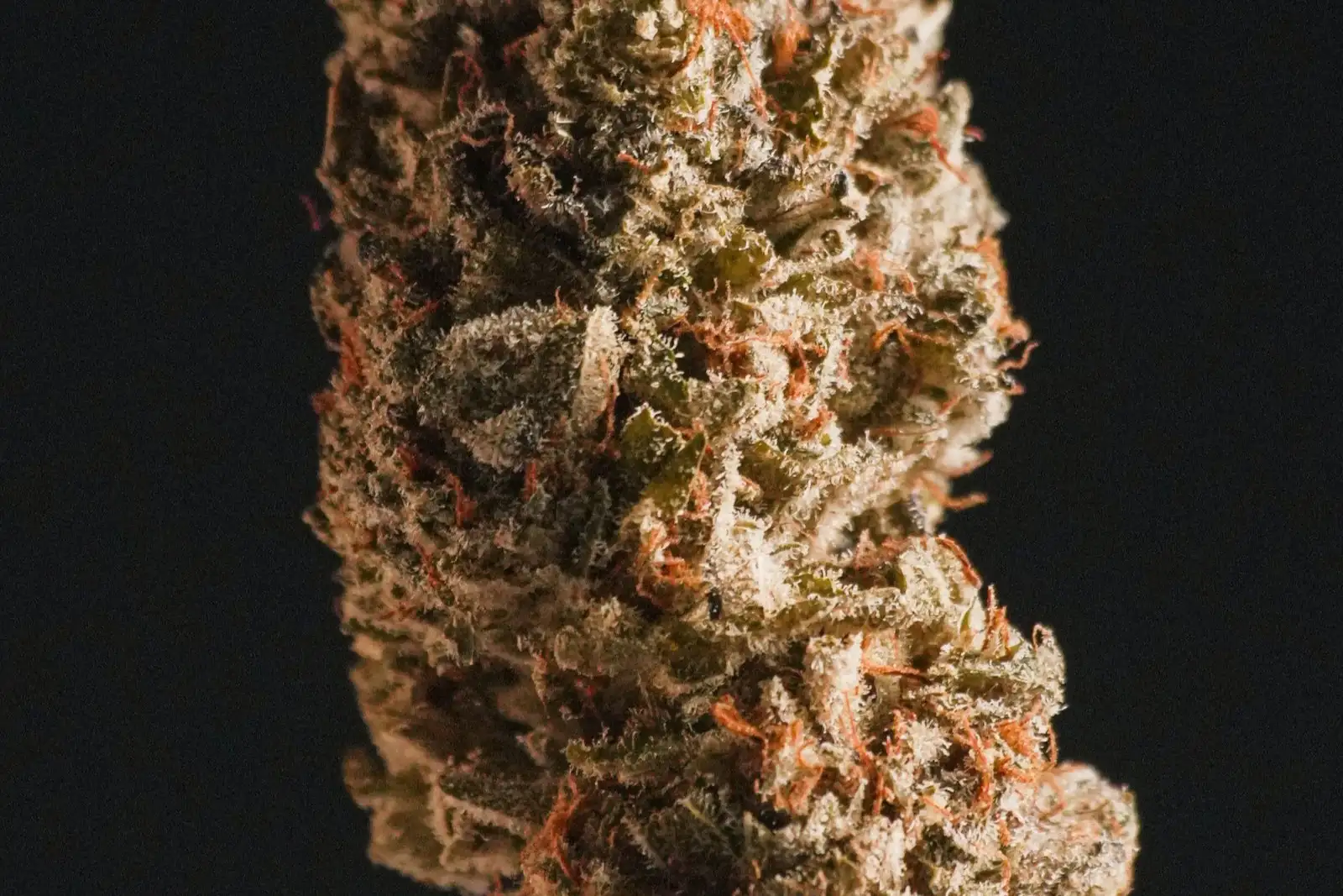 Orange Bud CBD: ¿qué efectos? El lote mide un 13,6 % de CBD