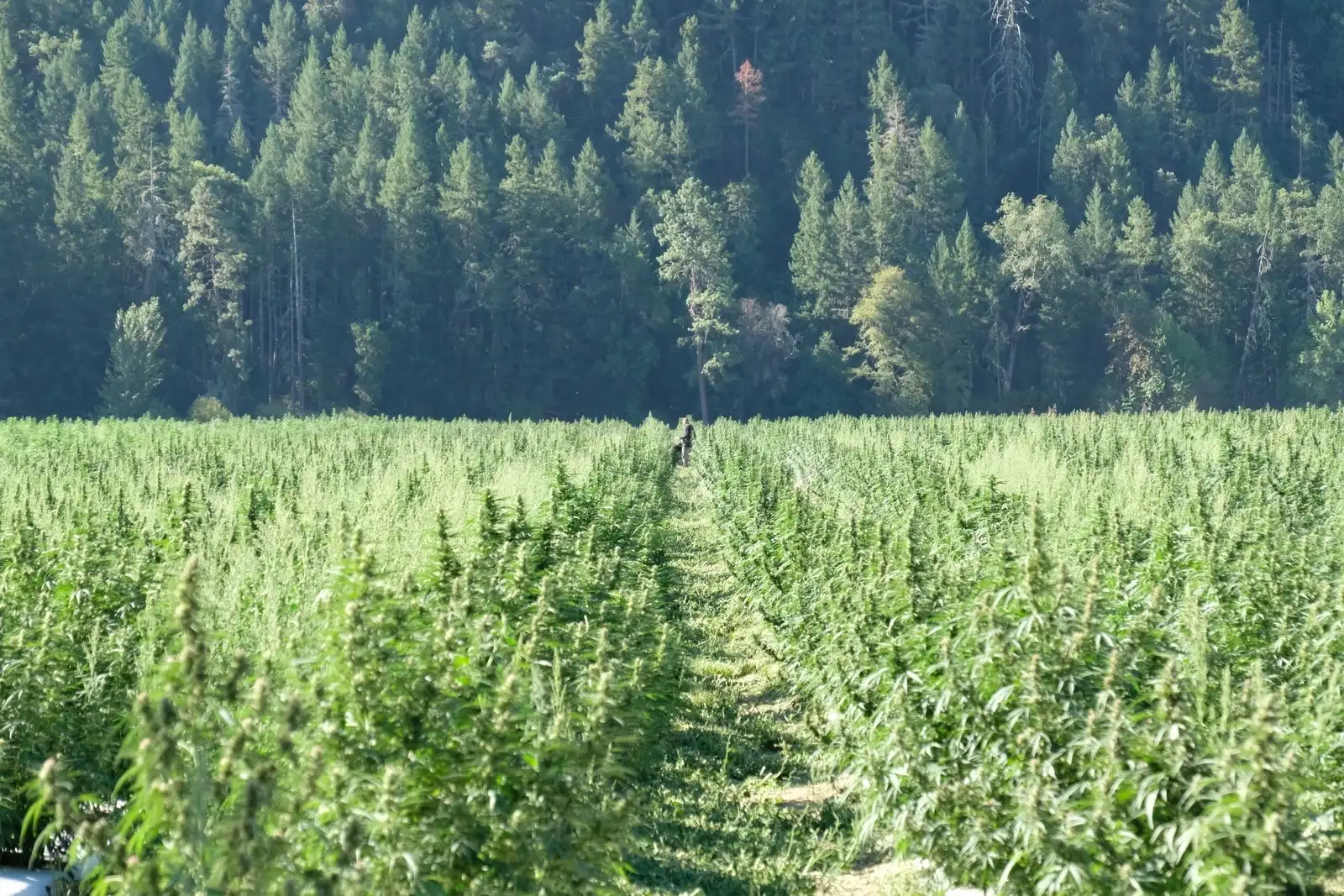 Campo de cáñamo en pleno crecimiento, rodeado por un bosque de coníferas