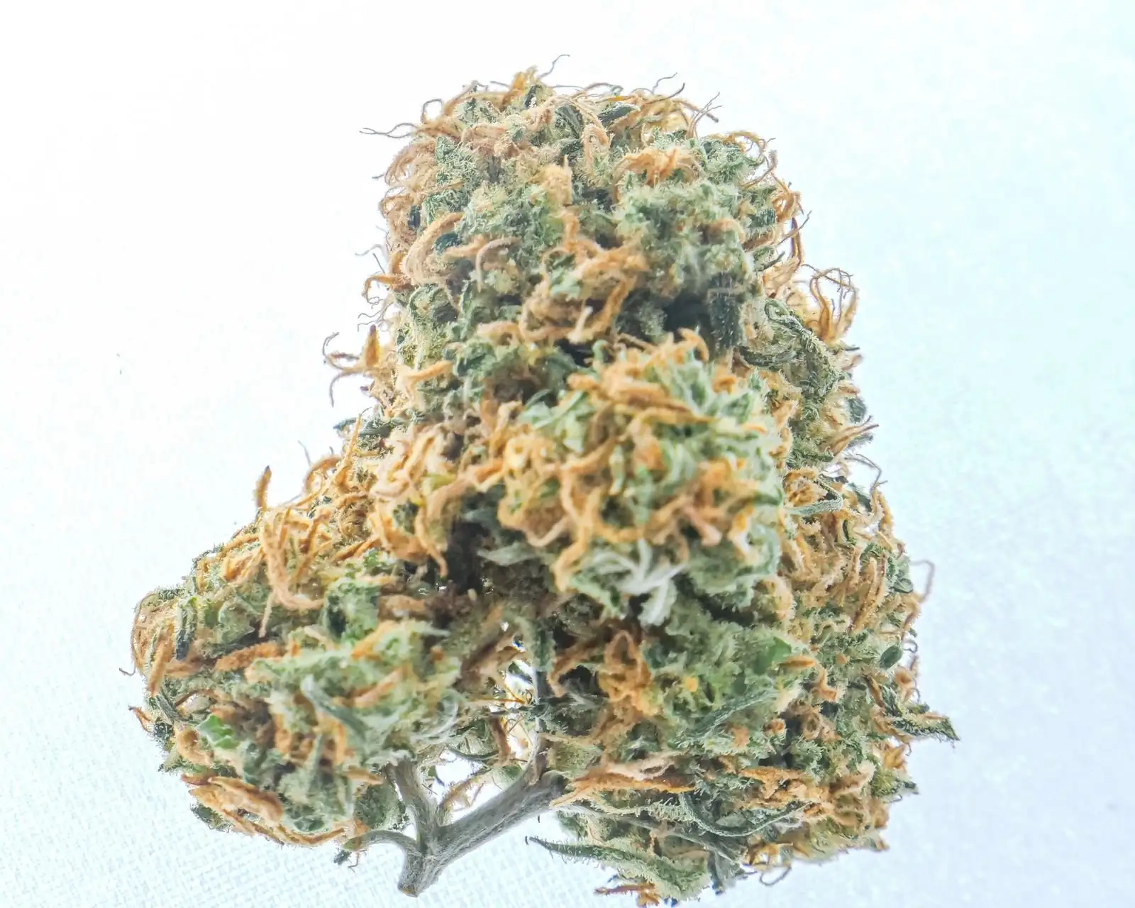 Resina de CBD potente: 14 hachís, del 14,8 al 20,5 %