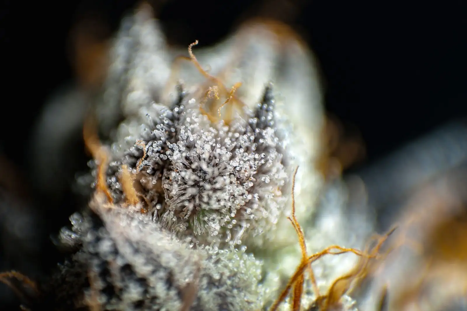 Rosin de CBD: extracto sin disolventes, prensado en caliente