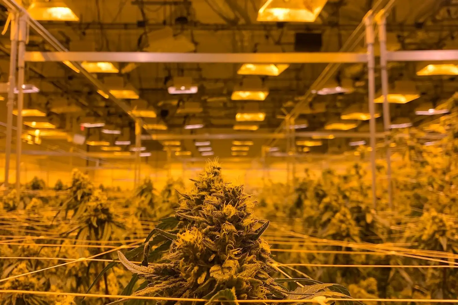 Skunk: historia de un cultivar y de una palabra desviada