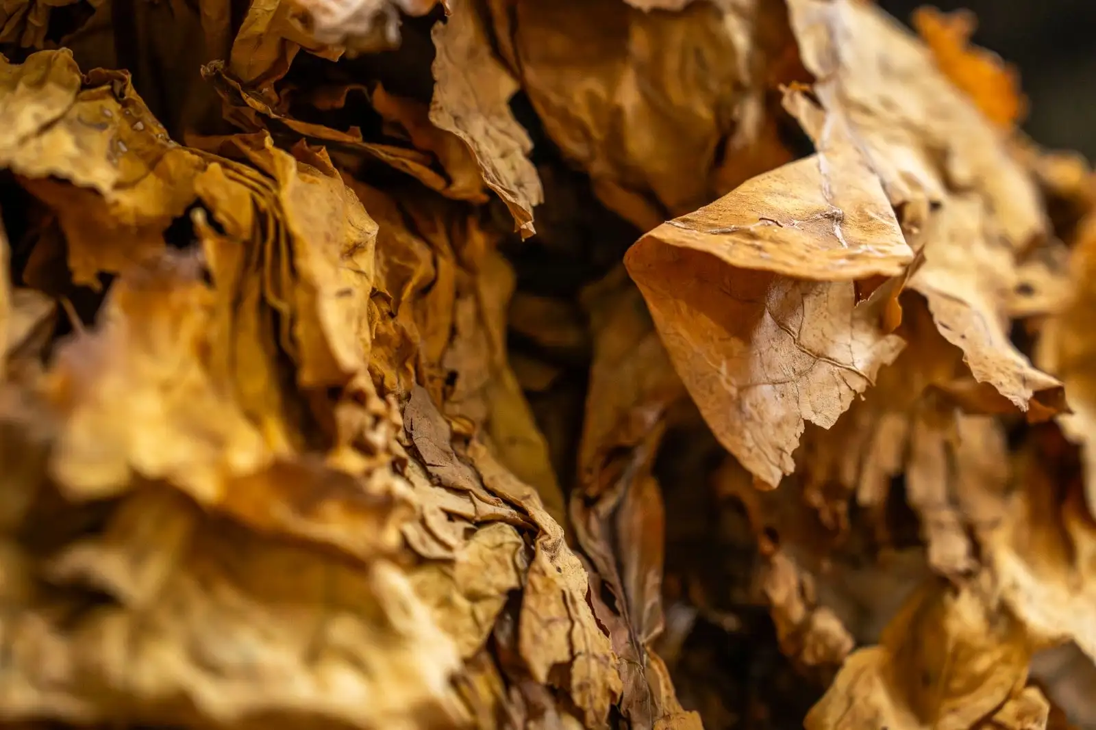Cannabis vs tabaco: dos dependencias, un mismo humo