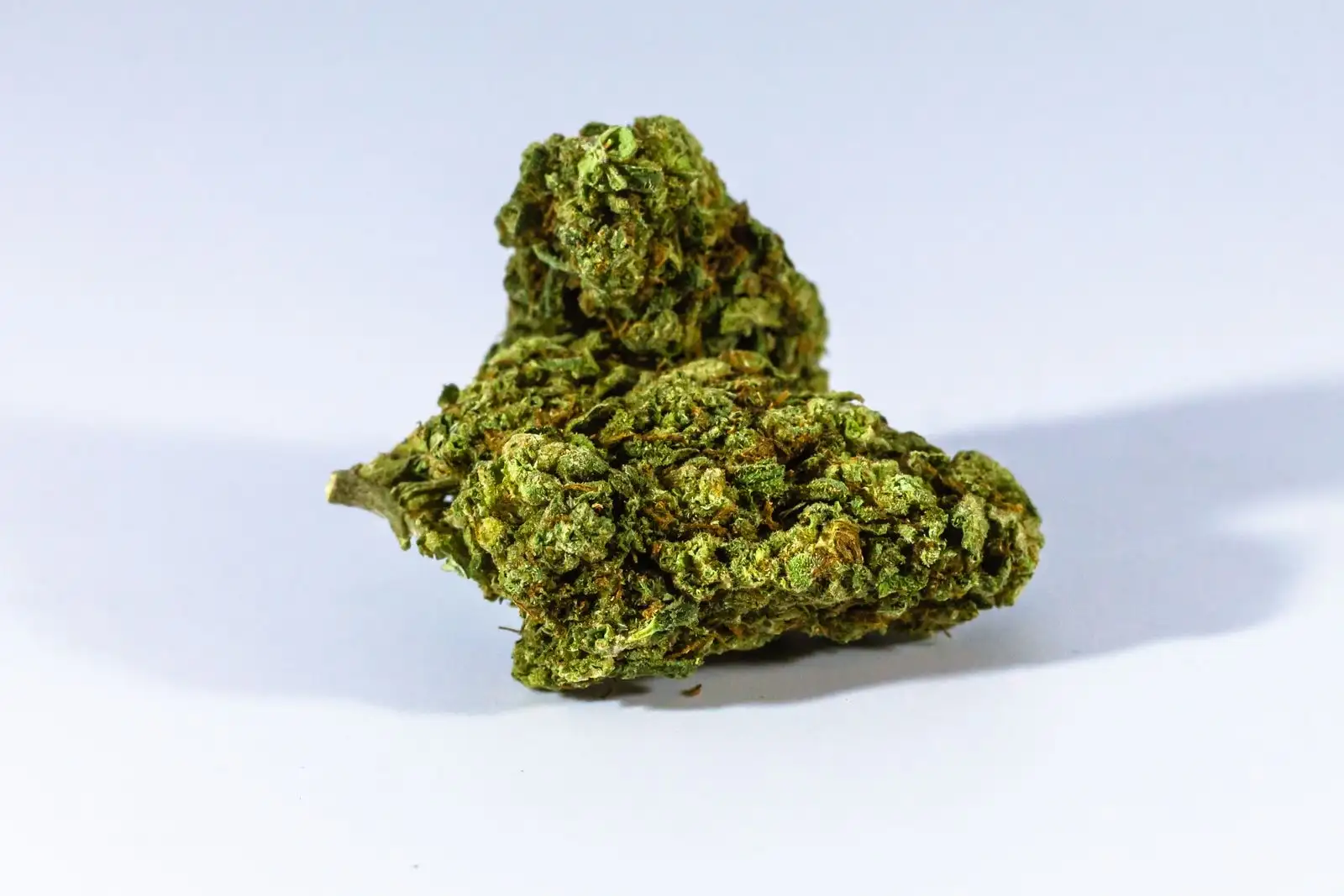 Contenido de CBD en flores: 72 fichas, del 6,7 al 14,4 %