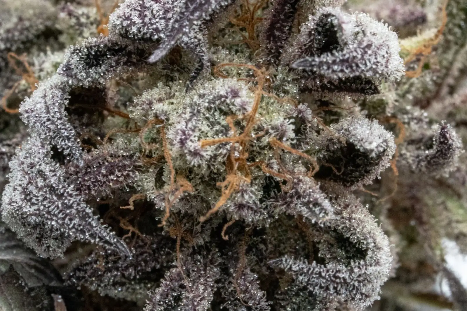 Linalol: el terpeno floral de la lavanda y del cáñamo