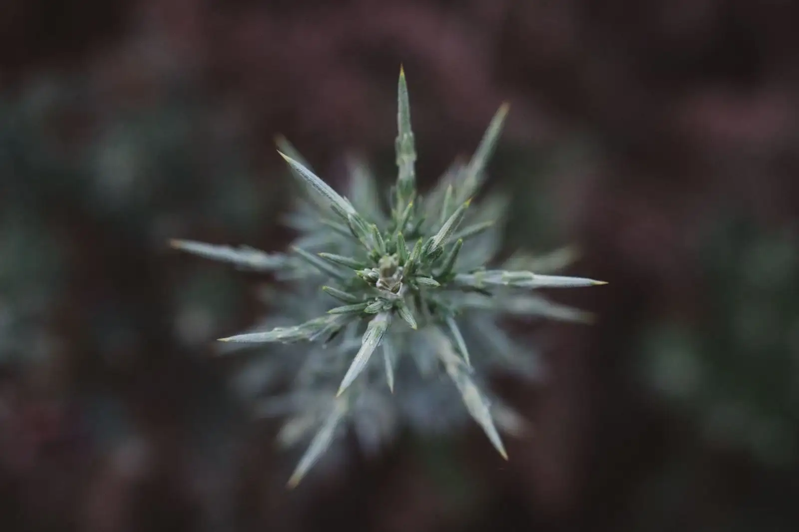 THCV: cannabinoide natural tolerado solo bajo el 0,3 %