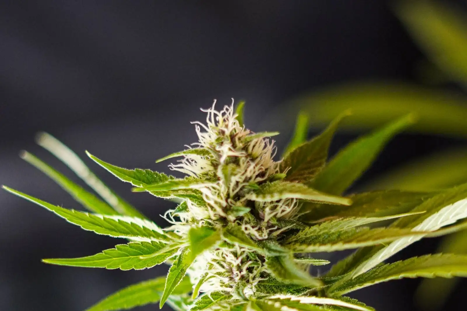 Amnesia Haze CBD: lo que dice el nombre, lo que dice el lote