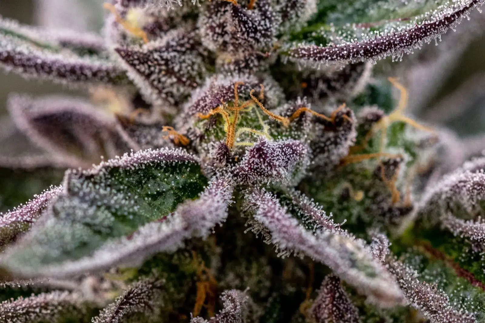 Gelato #33, #41: historia de un cannabis de culto