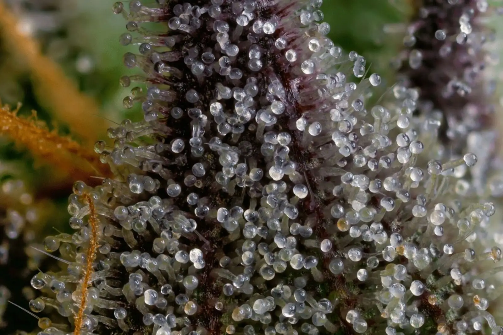 Tricomas del cáñamo: 3 tipos y la glándula donde nace el CBD