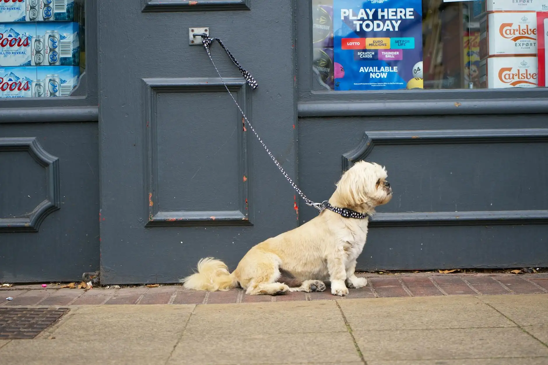 Ansiedad por separación en el perro: protocolo de desensibilización y límites del CBD