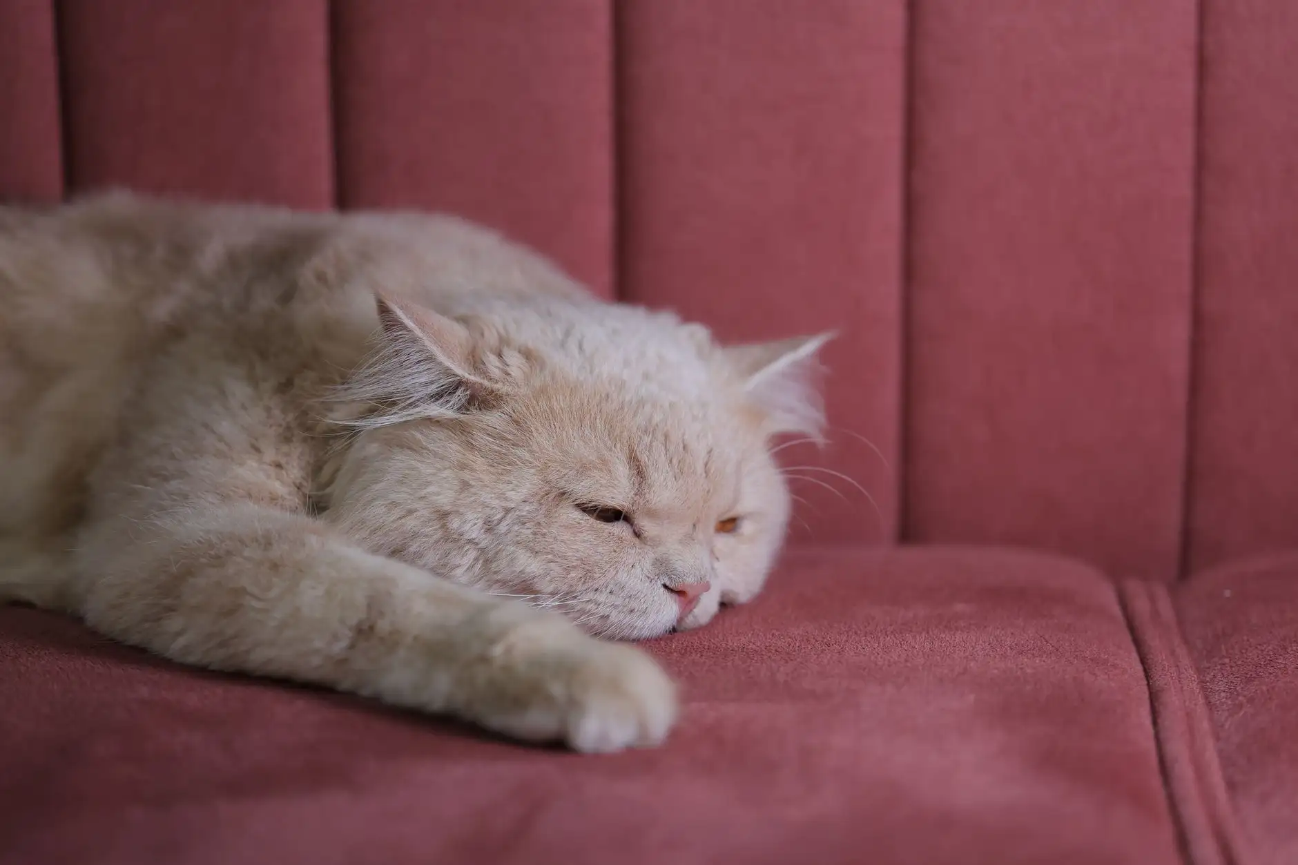 CBD para gato: precauciones, dosis y marco legal en Francia
