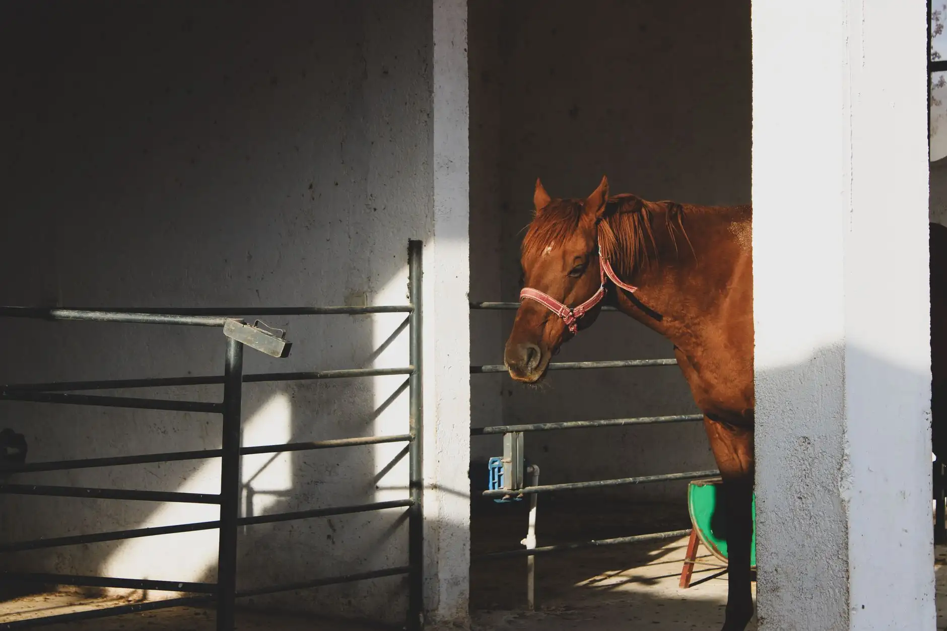 CBD y caballo: usos, prudencia y reglas en competición