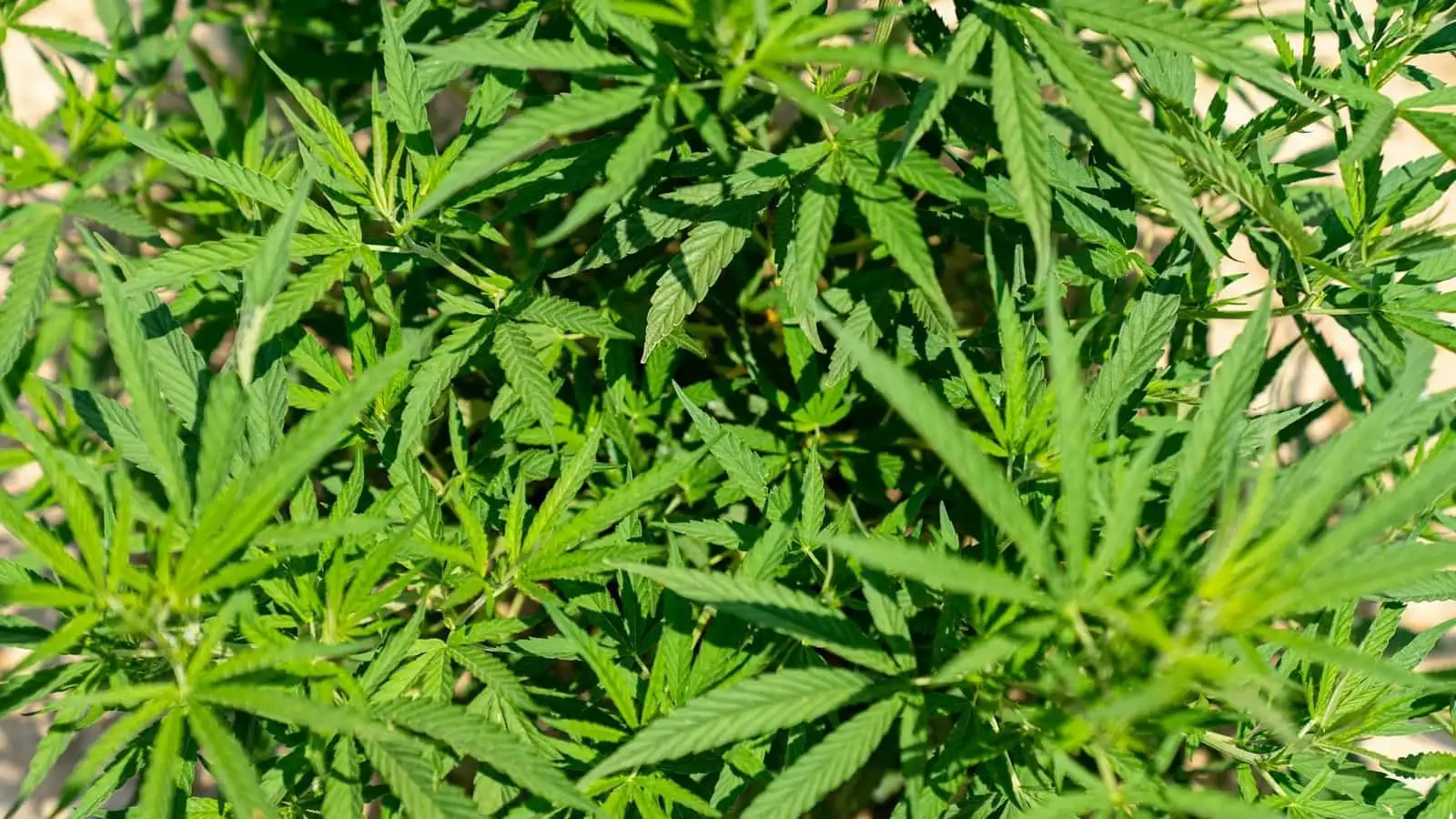 ¿Qué significa CBD? Definición, origen y estatus en Francia