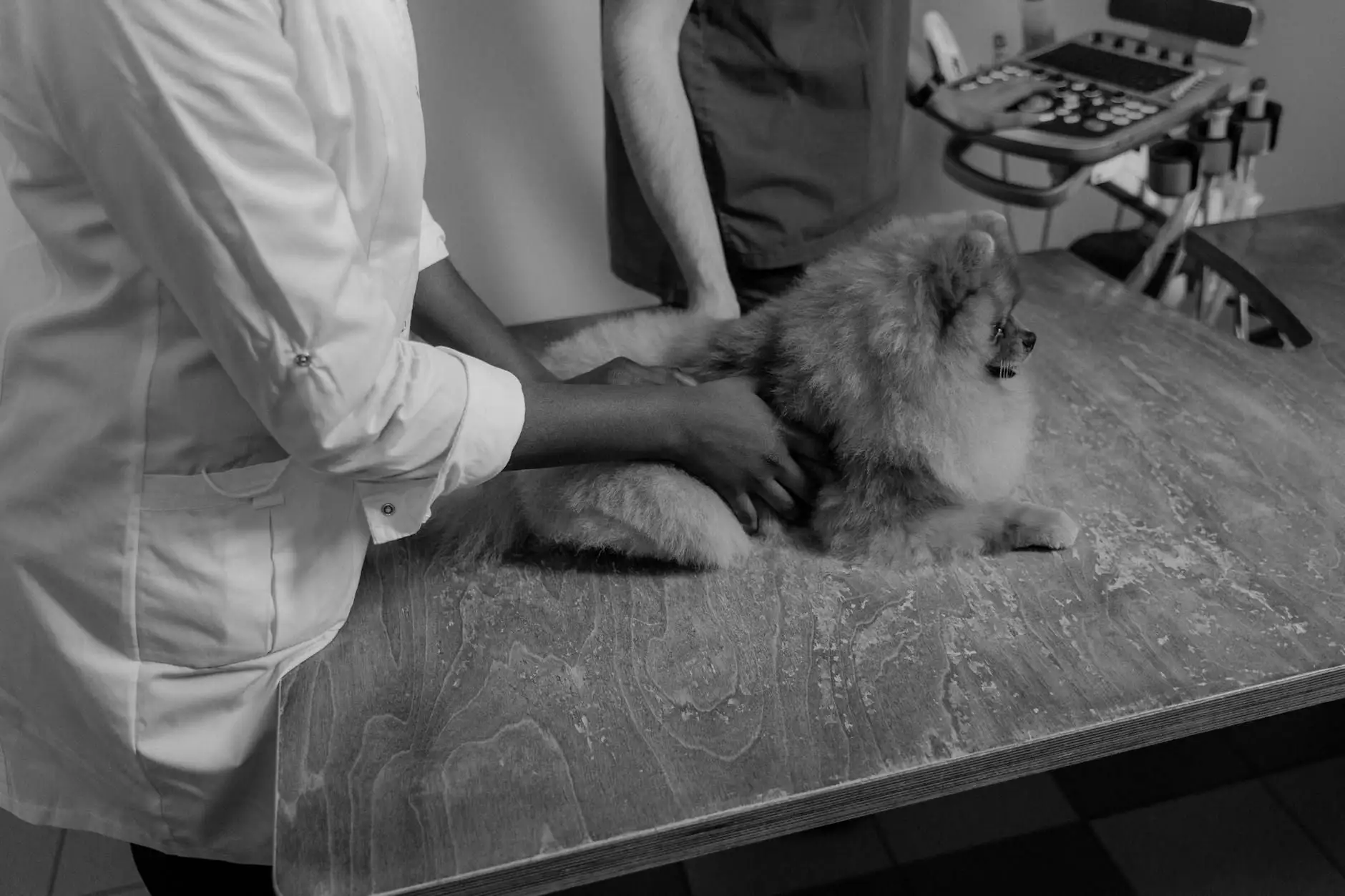 CBD para perros en Francia: guía de compra razonada
