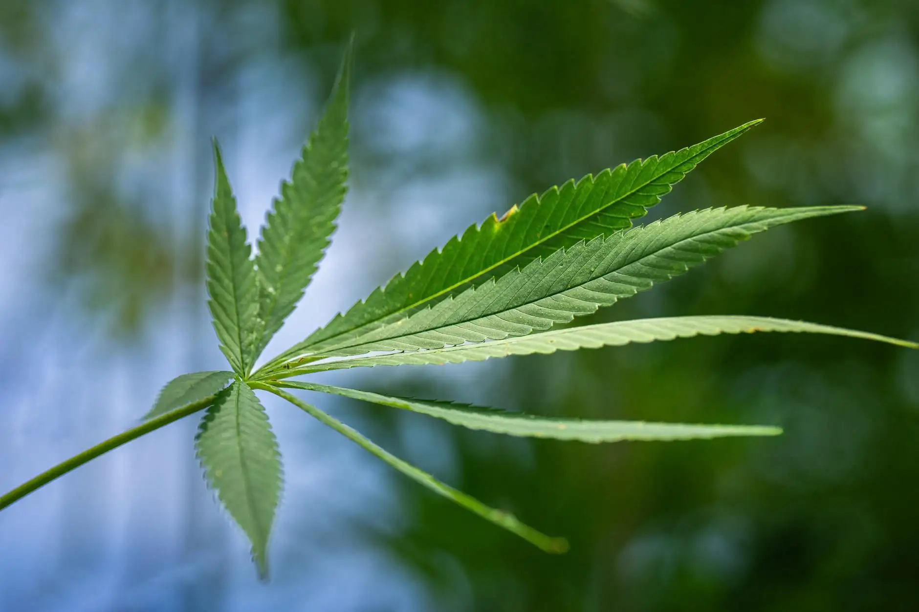 ¿El CBD coloca? La respuesta clara, del receptor al tribunal