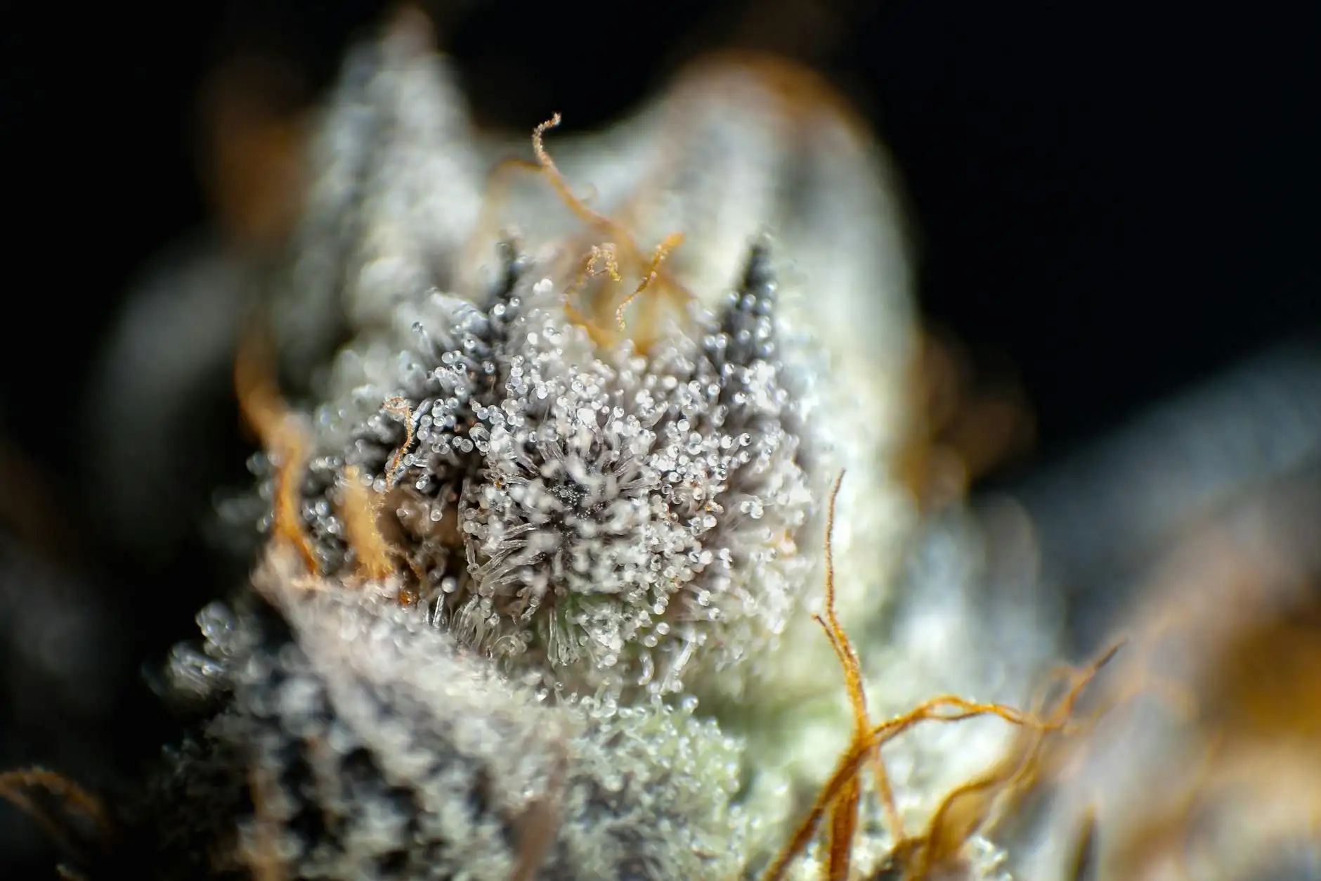 El CBG (cannabigerol): presentación de la «molécula madre»