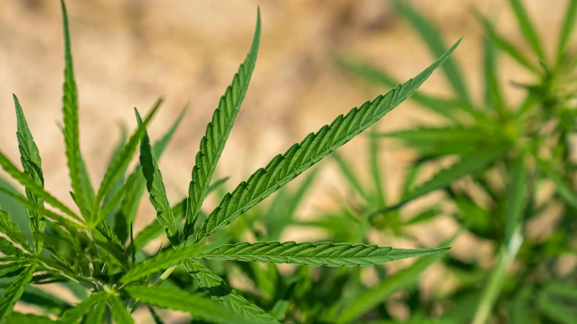 Cáñamo, cannabis, marihuana: ¿cuáles son las diferencias?