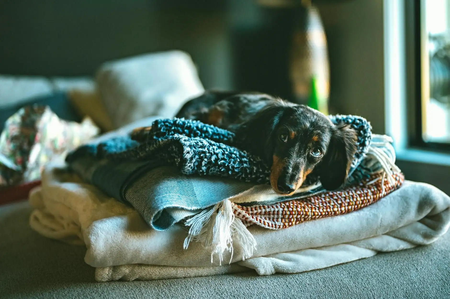 Ayudar a un perro a adaptarse a un nuevo hogar sin estrés
