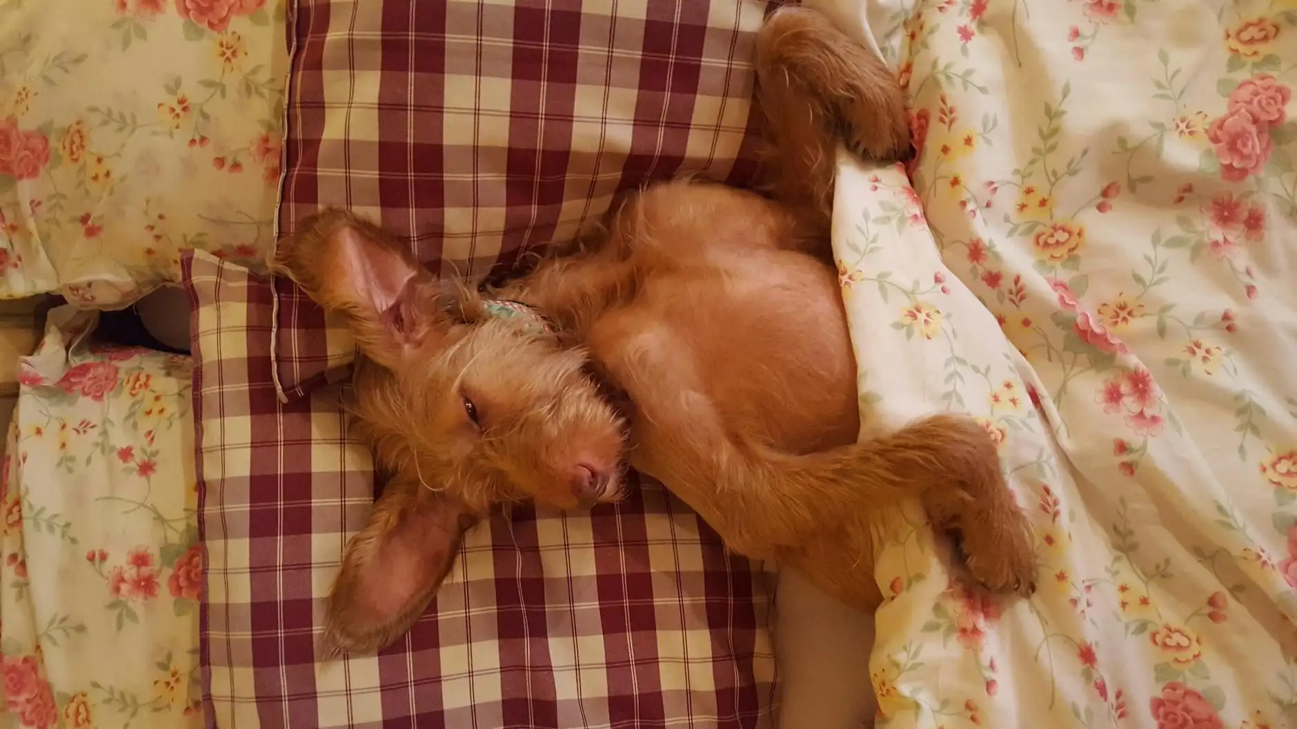 Perro inquieto por la noche: consejos y marco del CBD veterinario