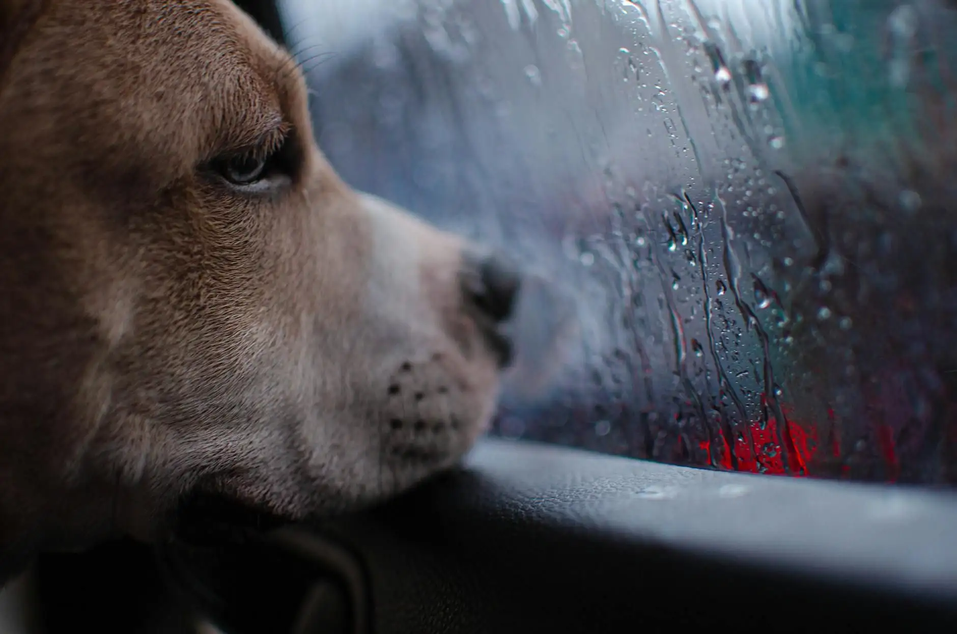 Perro y tormentas: cómo calmarlo sin medicalizarlo innecesariamente