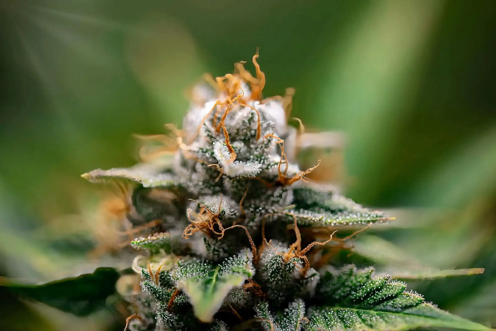 Frozen, Piatella, 120u, Static: ¿qué hash CBD elegir?