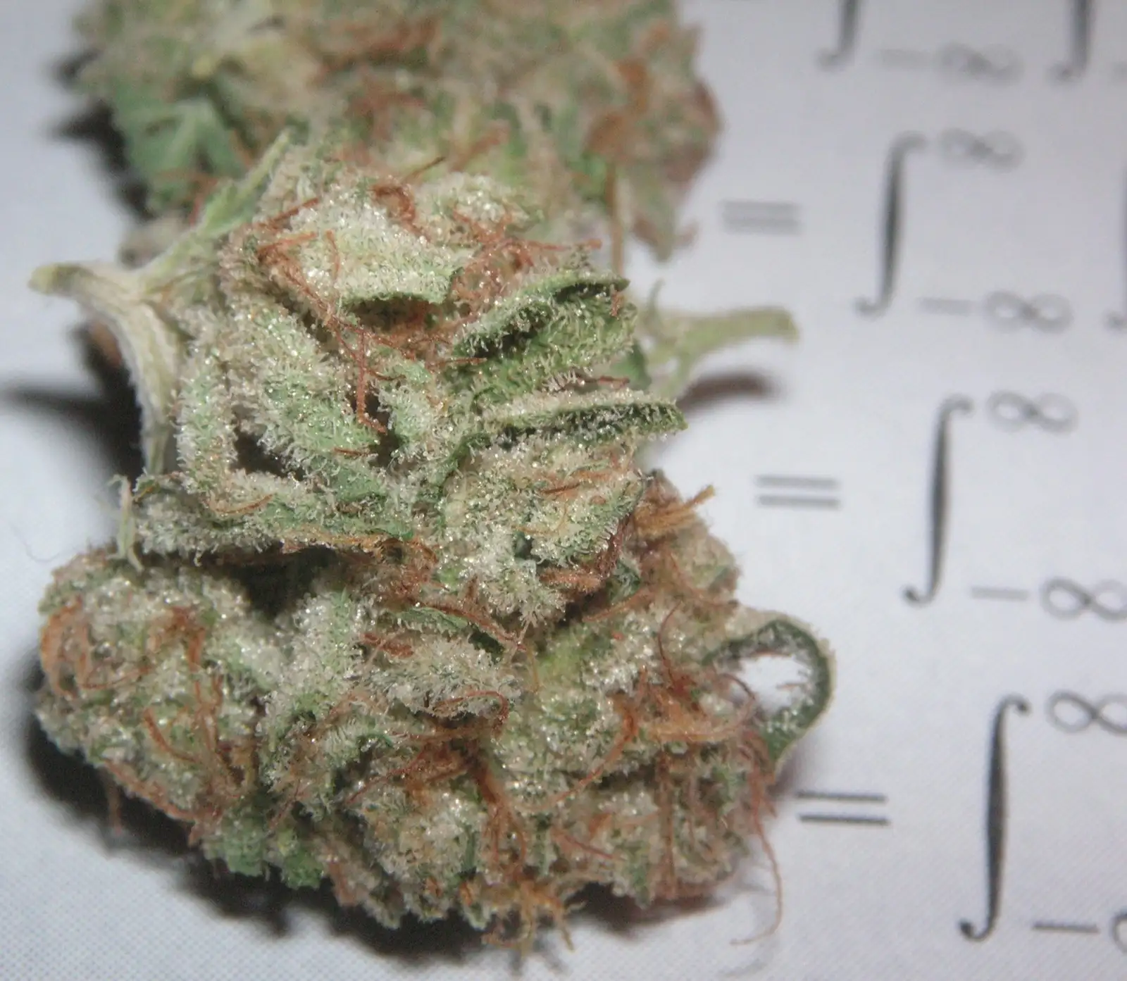 OG Kush: historia de una variedad de culto y de sus versiones CBD