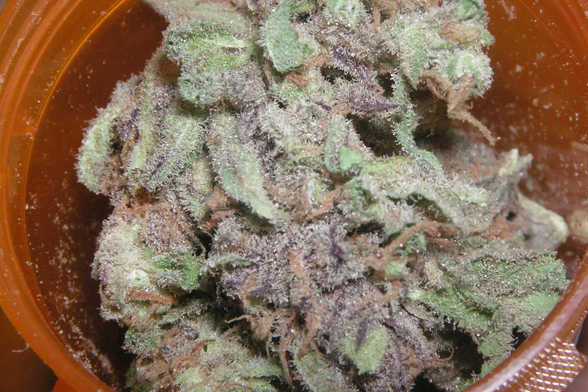Cogollos de cannabis con reflejos violetas y tricomas blancos, en un frasco; foto ilustrativa.